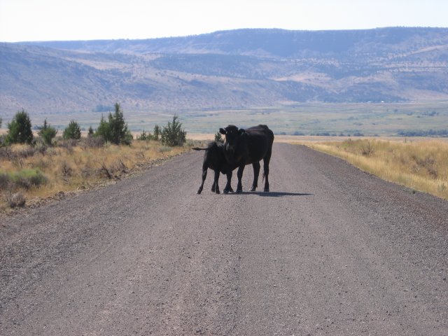 Feeding time, heading back to Frenchglen